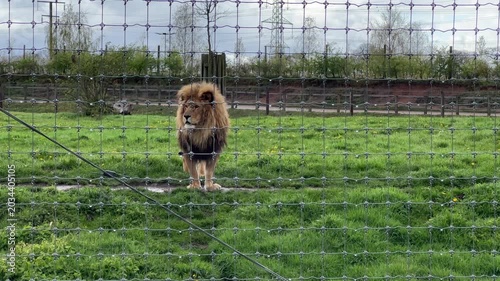 Lonely lion animal standing behind metal net outdoors in rain.
