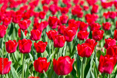 Tulip field. Tulips. Field filled with vibrant red tulips stands tall in lush garden, illuminated by bright sunlight, beauty of spring flowers in full bloom with green leaves surrounding them