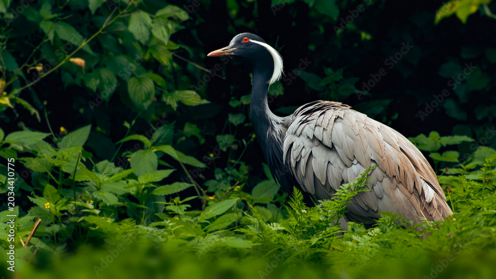 Naklejka premium Crowned crane among green forest plants in a natural setting