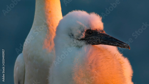 Photos Baby seabird lit by warm sunset light