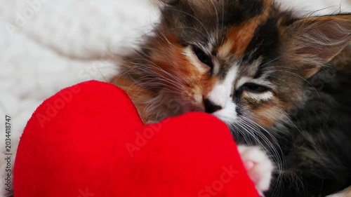 Cute fluffy calico kitten playing with a soft red heart-shaped toy on a cozy white blanket.