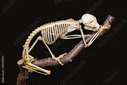 Fotografie The skeleton of a slender loris on a dark background