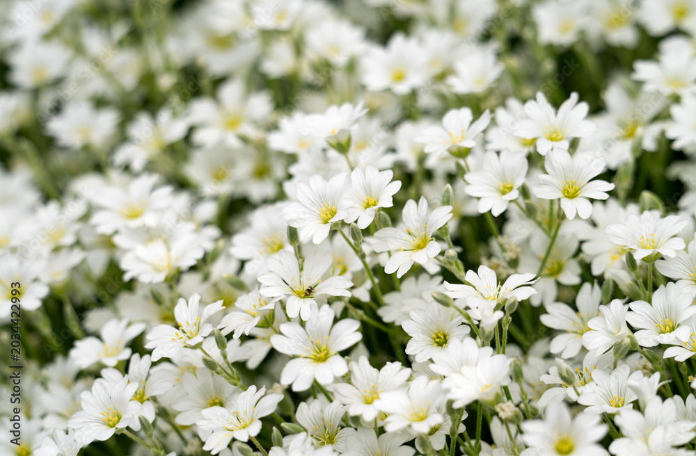Obraz premium Many small white flowers on a green background. Spring mood.