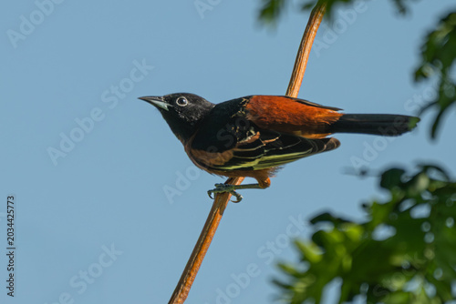 Foto Male orchard oriole perched in a tree.