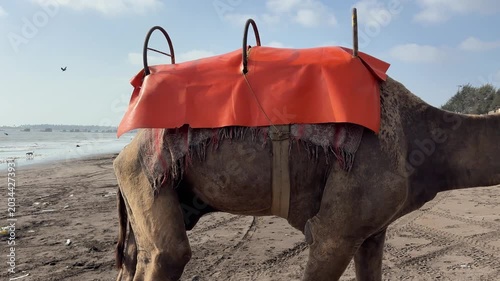 Camel with orange saddle walking on beach