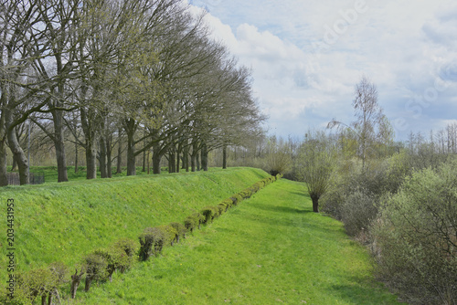 Fotografie Green grassy dike slope with a row of trees and traditional pollard willows alon