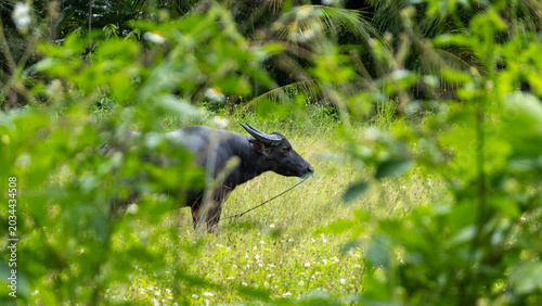 Fotografía Thai water buffalo resting among lush green vegetation