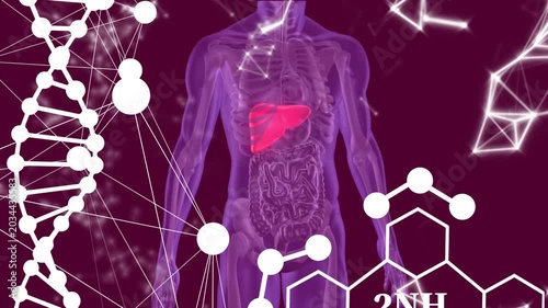 On start 3D-torso fading in camera zooming to liver red-cells flowing with overlays showing flow