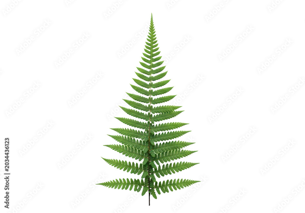 Obraz premium Green fern leaf isolated on transparent background