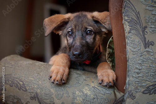 Quadro em tela Cute German Shepherd puppy resting on armrest of patterned chair