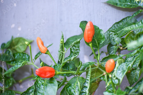 Chili Pepper (Capsicum frutescens), Kelaniya, Sri Lanka.