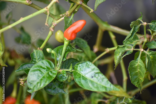 Chili Pepper (Capsicum frutescens), Kelaniya, Sri Lanka.