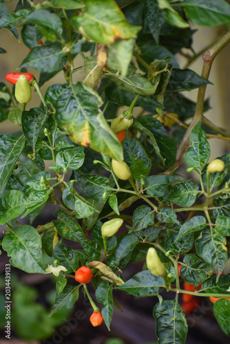 Chili Pepper (Capsicum frutescens), Kelaniya, Sri Lanka.