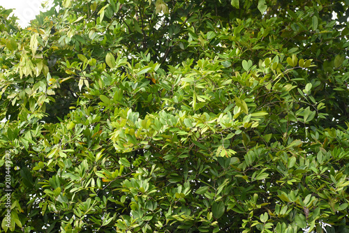 Nam Nam (Cynometra cauliflora) Tree, Kelaniya, Sri Lanka.