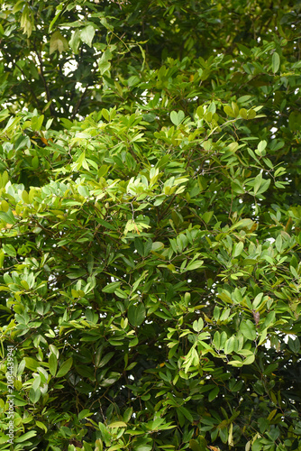 Nam Nam (Cynometra cauliflora) Tree, Kelaniya, Sri Lanka.