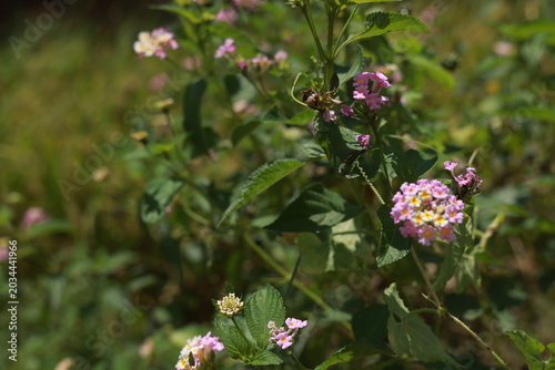 single lantana or tickberry or Ari poo in the morning sun light. putus flower on the plant