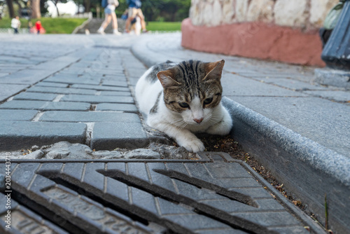 tray tabby and white cat lying on a cobblestone street next to a curb and metal drain cover in Istanbul, Turkey. Famous Turkish street cat close up.