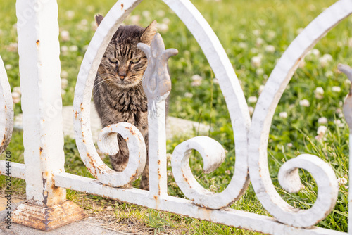 Grumpy stray tabby cat looking through white ornate metal fence in Istanbul, Turkey. Famous Istanbul street cat on green grass background