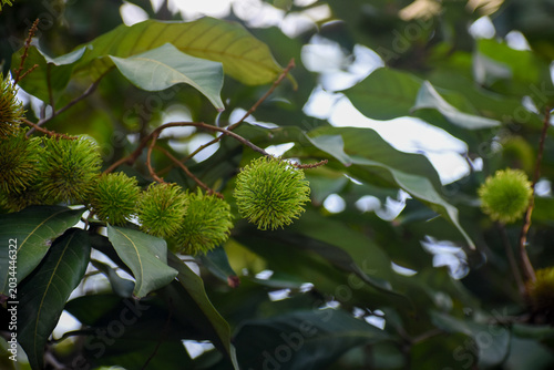 Green, Unripe Rambutan Fruit (Nephelium lappaceum), Kelaniya, Sri Lanka.
