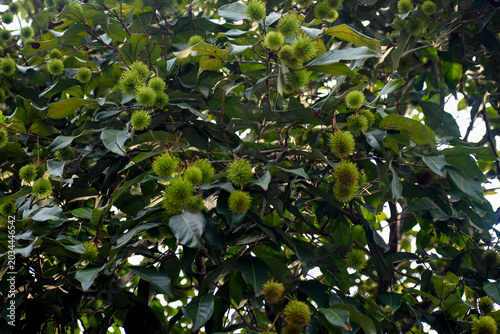 Green, Unripe Rambutan Fruit (Nephelium lappaceum), Kelaniya, Sri Lanka.