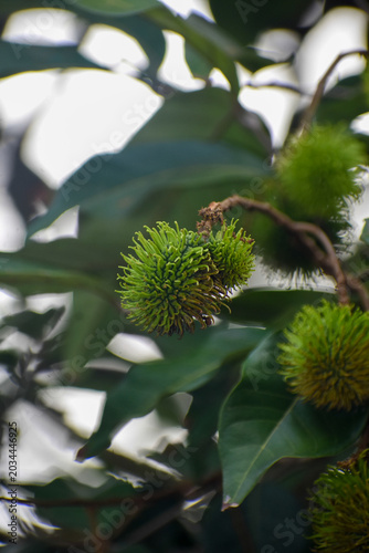 Green, Unripe Rambutan Fruit (Nephelium lappaceum), Kelaniya, Sri Lanka.