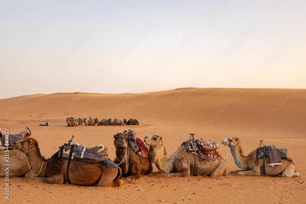 Fototapeta premium Traditional Camel Caravan in the Sahara Desert Near the Algerian Border