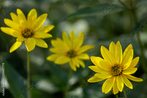 Foto Yellow flowers of Jerusalem artichoke blooming in late summer garden