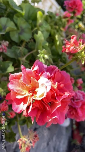 Pink geranium flowers in a spring garden close up. Blooming Pelargonium hybridum. Ornamental plants concept,4K	