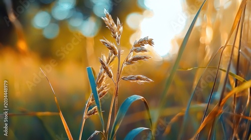 Close up of tall grass stalks in golden sunlight with blurred background.