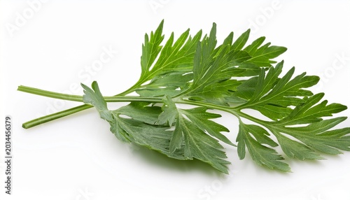 Food And Health Wormwood Leaves On White Background