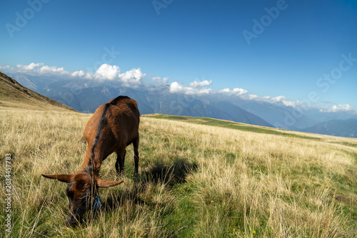 Εκτύπωση καμβά Goat Grazing on an Alpine Meadow with Swiss Alps and Blue Sky