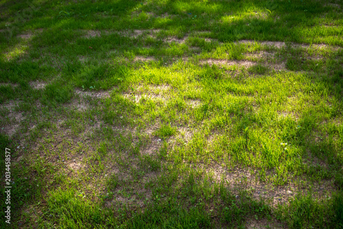 Sparse newly established lawn with dry patches during warm weather. Uneven grass growth highlights the need for irrigation and proper lawn care.