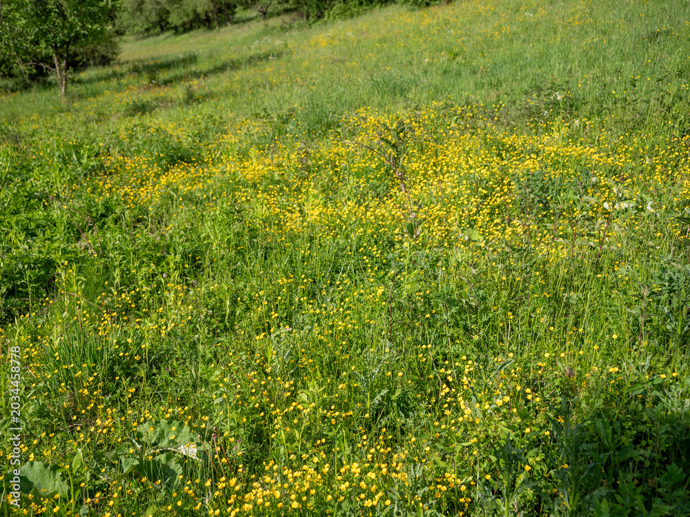 Obraz premium Blooming meadow full of yellow wildflowers and green grass in the countryside during a sunny spring day. Natural landscape with rich vegetation.