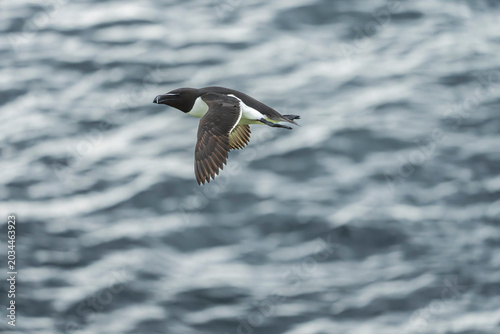 Common guillemot (Uria aalge)