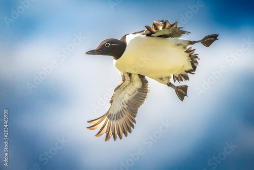 Common Guillemot (Uria aalge) in flight