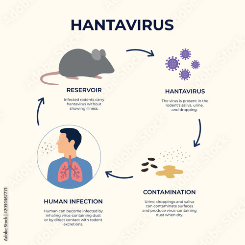 Modern Hantavirus Awareness Infographic Showing Rodent Virus Transmission and Human Infection
