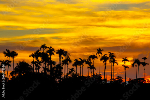 A colorful evening sky scene of blue, orange, yellow, and white at dusk. The silhouette trees and beautiful view of the red sky at dusk.