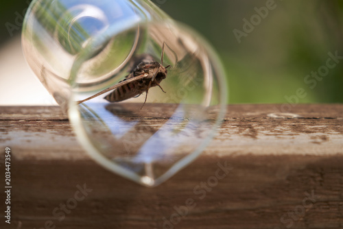 A hawk moth accidentally flew into a glass cup on the terrace of a summer house. The glass lies on its side. A journey to freedom.