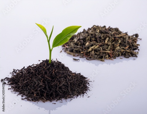 green tea with leaves isolated