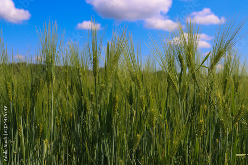 Canvas Print Green wheat swaying under blue sky