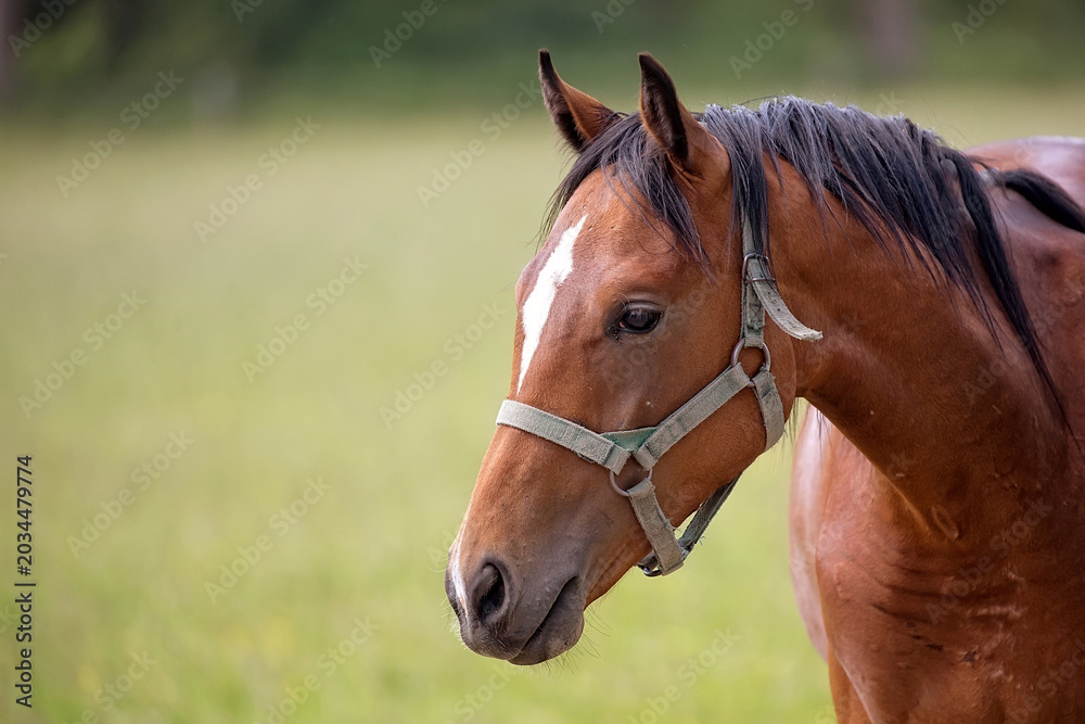Fototapeta premium Brown horse a portrait