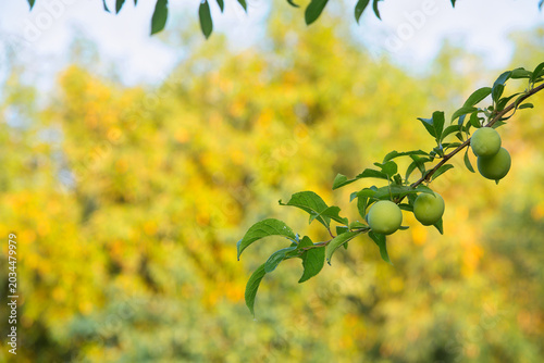 Unripe green plums on branch in agroforestry system, orchard biodiversity and sustainable fruit farming