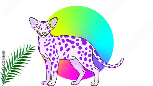 Fotografia Spotted oriental shorthair cat with colorful gradient circle backdrop