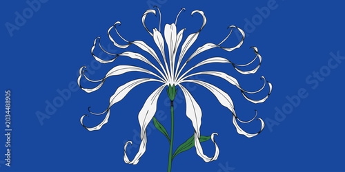 Digital illustration of a delicate white flower with elongated petals against a vibrant blue background