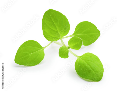 Aromatic herb. Green oregano isolated on white