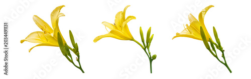 Photos Bright daylilies on white background