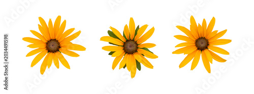 Bright yellow daisy trio on white background, studio top view, isolated blooms arranged in neat row, vivid petals with dark centers, highkey lighting, ideal for packaging, greeting card,