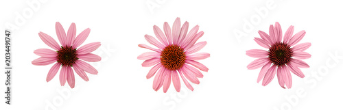 Pink flower cluster. Pink coneflowers arranged softly on pristine white backdrop. Delicate pink coneflowers grouped gracefully against clean white background for design purposes