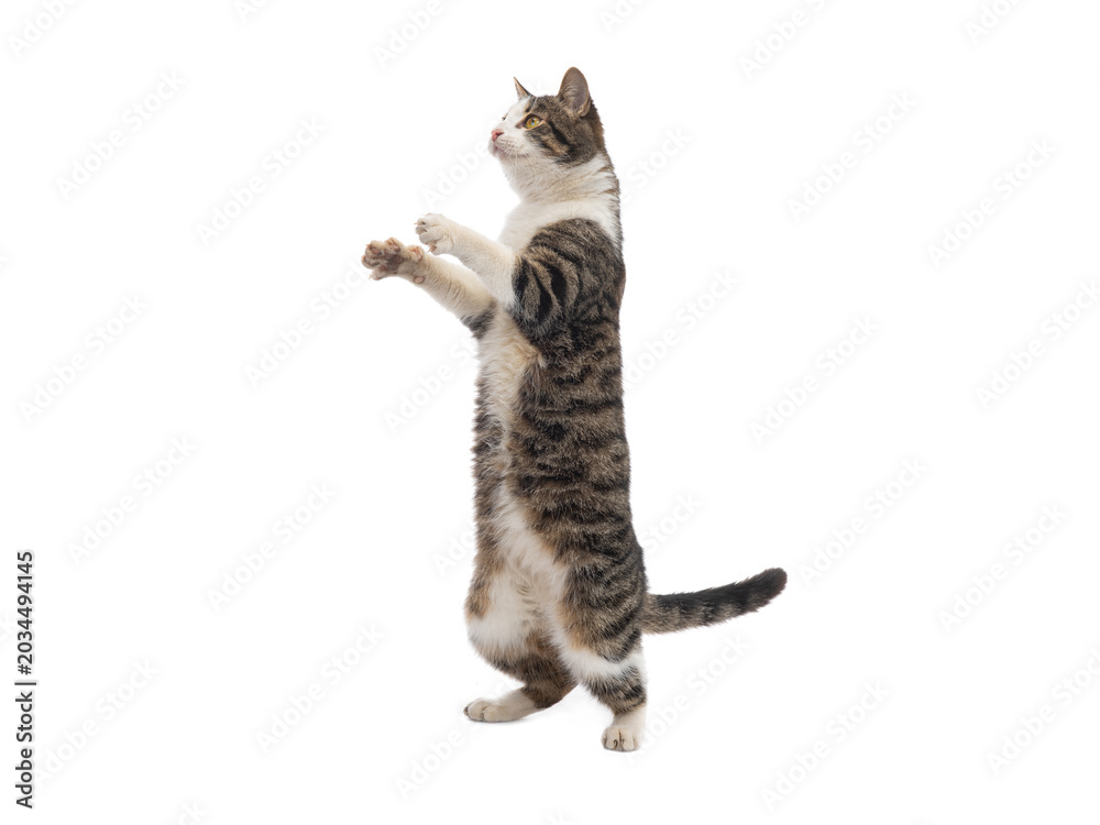 Obraz premium Tabby cat standing on hind legs isolated on white background.