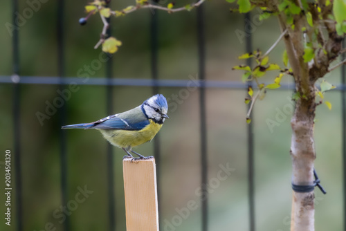 Blue Tit Perched on Wooden Post in Garden